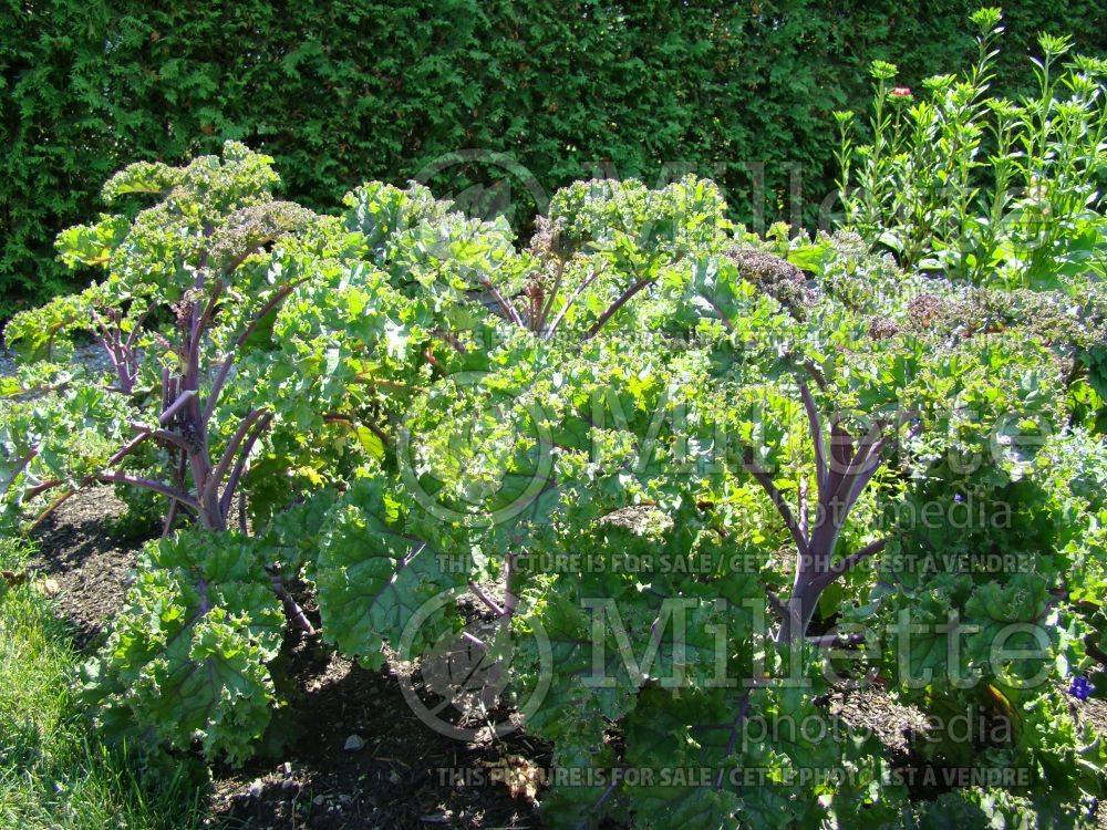 Brassica Redbor (kale vegetable – chou frisé) 13 