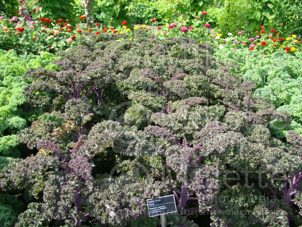 Brassica Redbor (kale vegetable – chou frisé) 6 