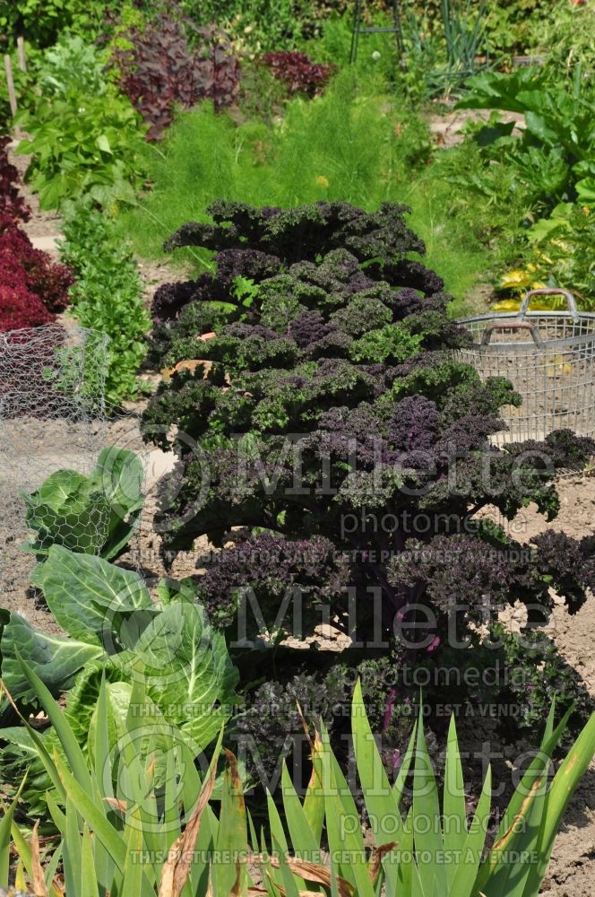 Brassica Redbor (kale vegetable – chou frisé) 10 