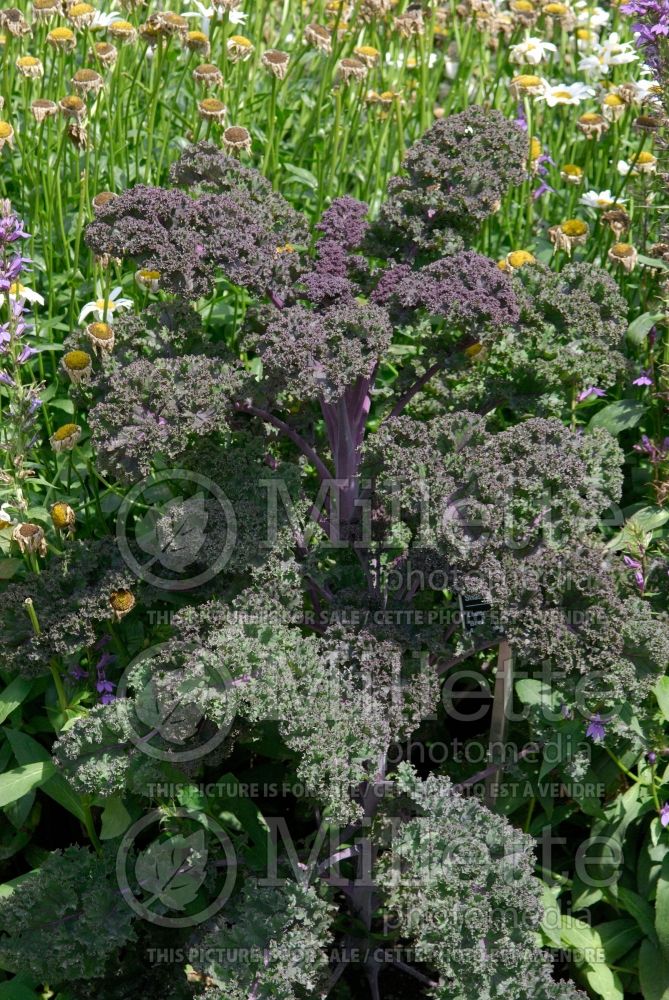 Brassica Redbor (kale vegetable – chou frisé) 21 