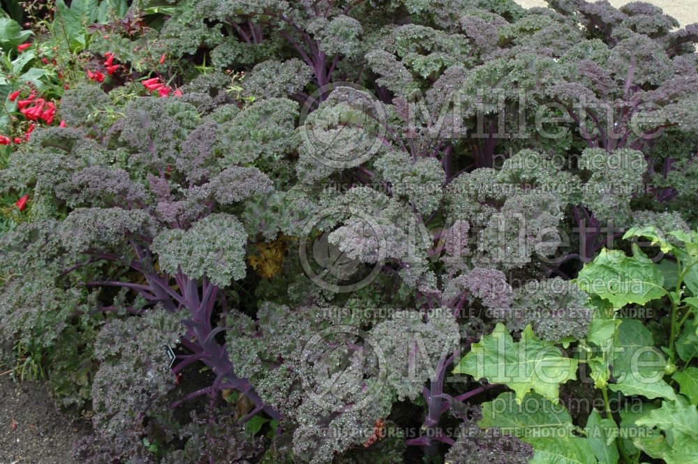 Brassica Redbor (kale vegetable – chou frisé) 8 