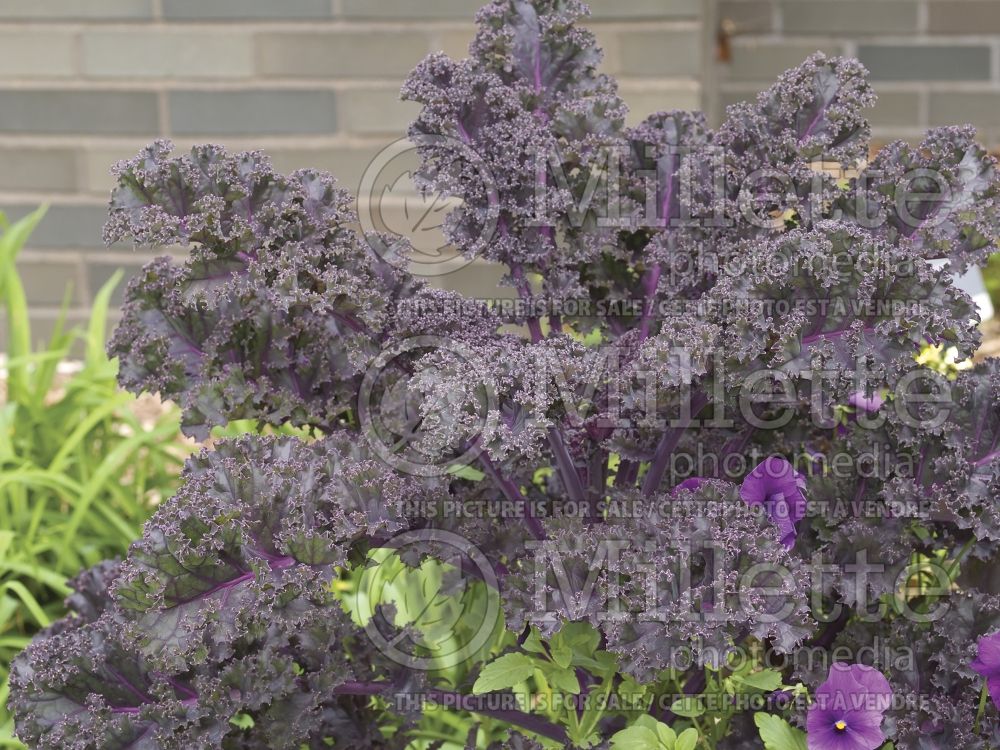 Brassica Redbor (kale vegetable – chou frisé) 3 