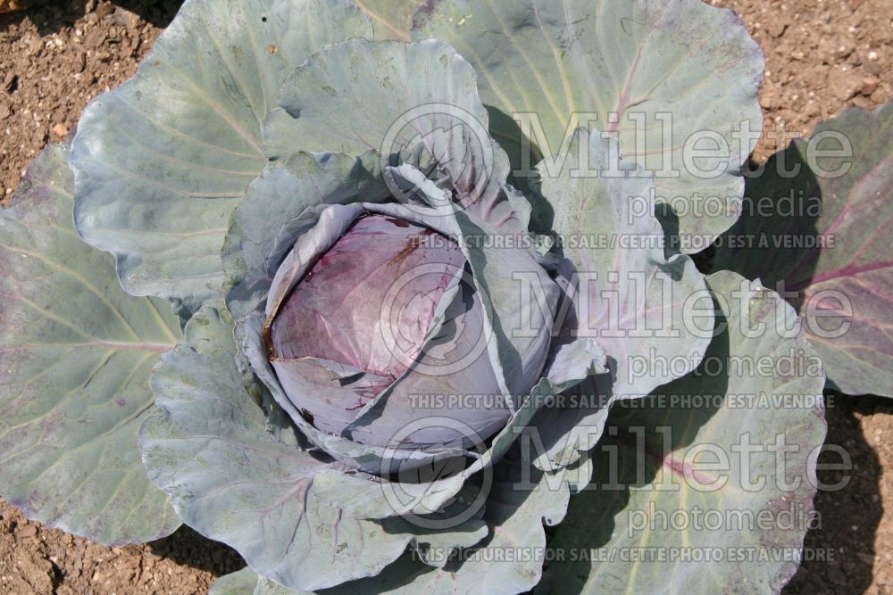 Brassica Red Express (vegetable red cabbage) 1 