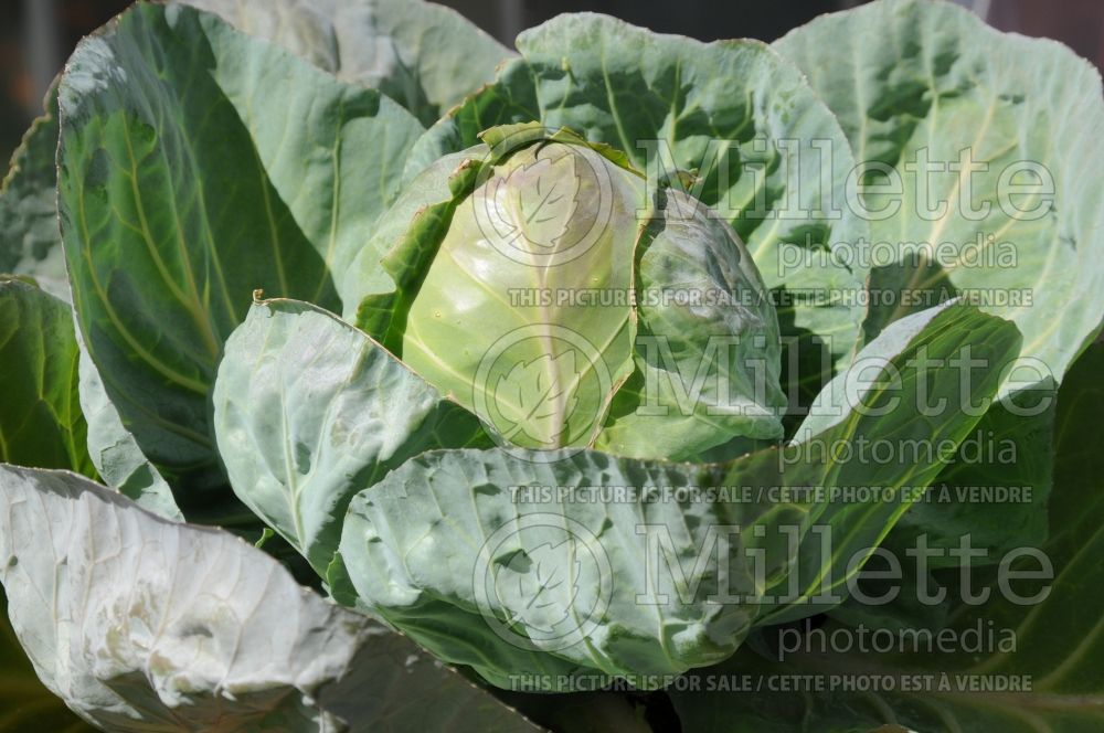 Brassica Red Jewel (Cabbage vegetable - chou) 1