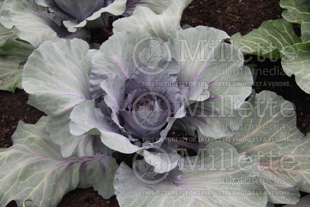 Brassica Red Jewel (Cabbage vegetable - chou) 2