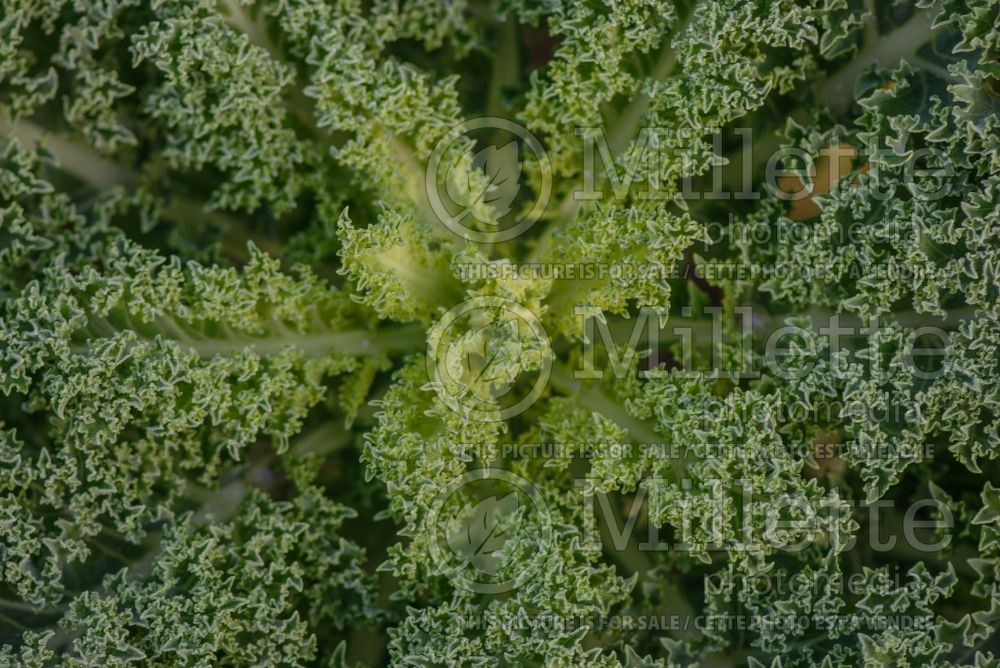 Brassica Reflex (kale vegetable – chou frisé) 1 
