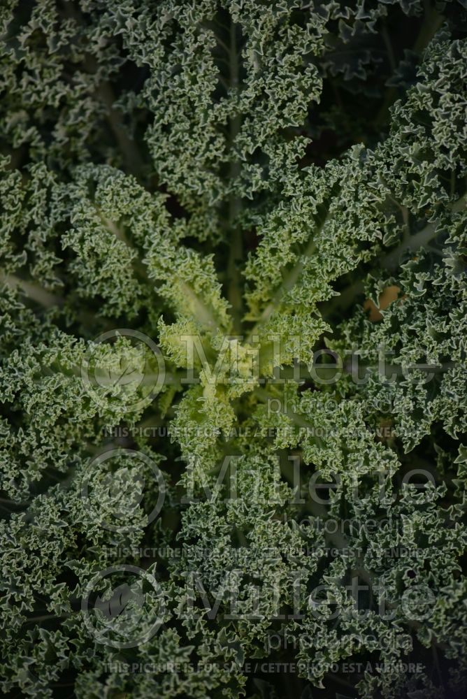Brassica Reflex (kale vegetable – chou frisé) 2 