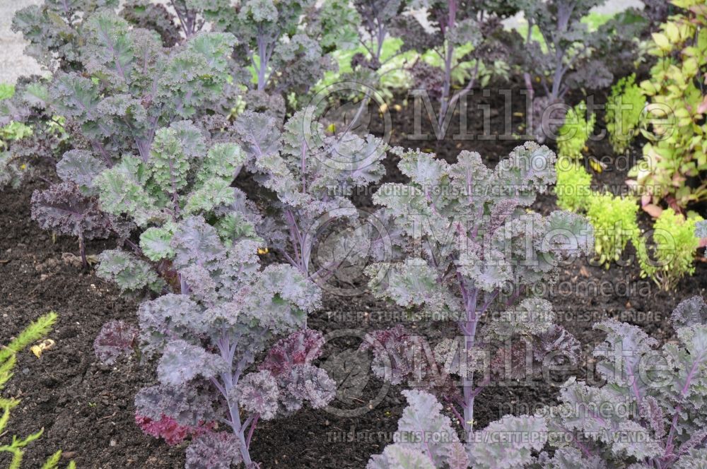 Brassica Scarlet (kale vegetable – chou frisé) 2 