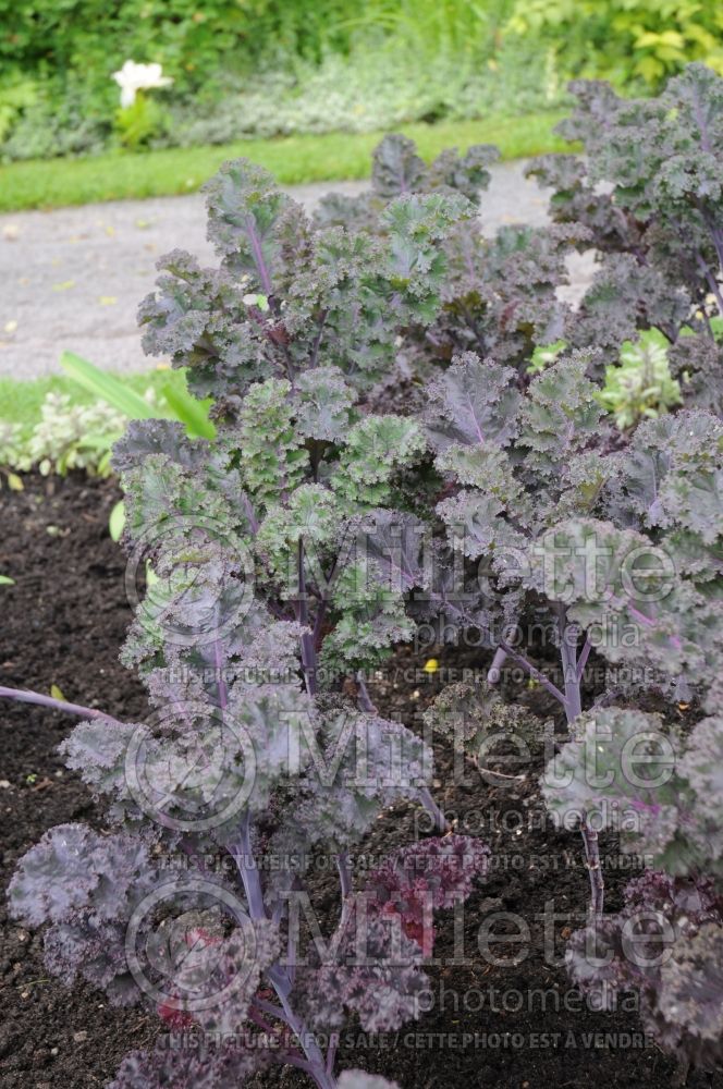 Brassica Scarlet (kale vegetable – chou frisé) 3 