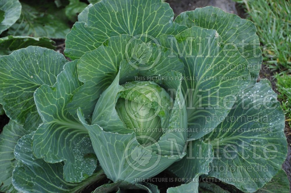 Brassica Storage no. 4 (Cabbage vegetable - chou) 1 