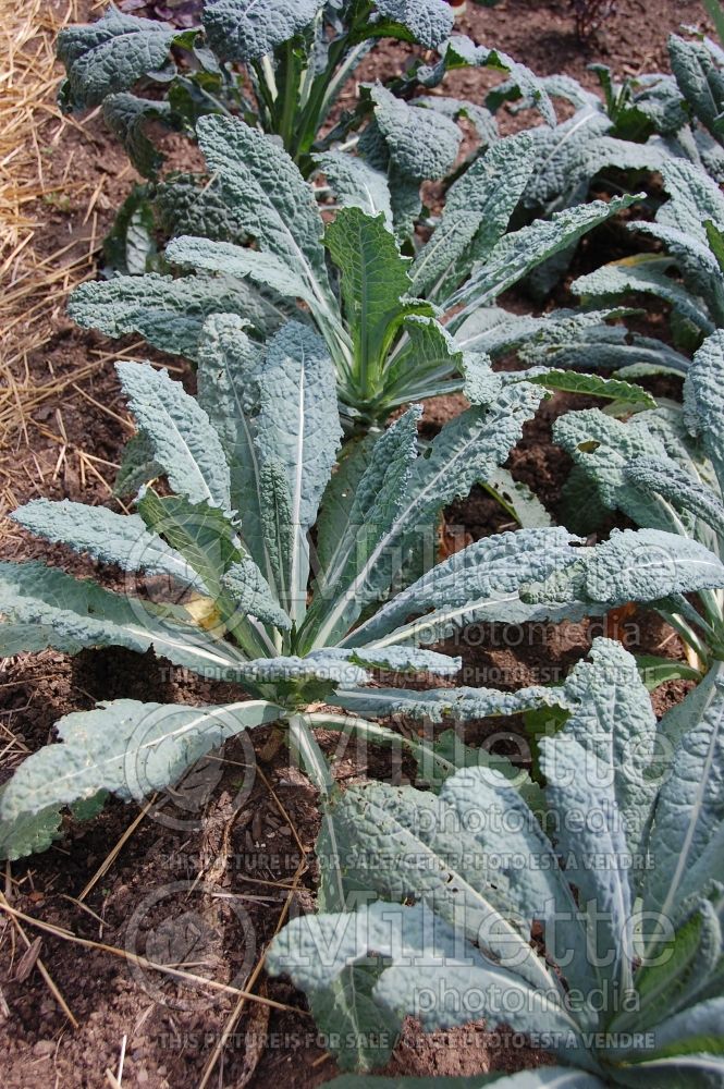 Brassica Toscano (kale vegetable – chou frisé) 4