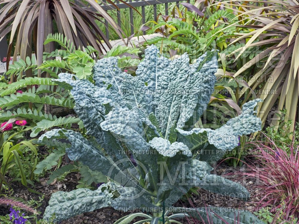 Brassica Toscano (kale vegetable – chou frisé) 5