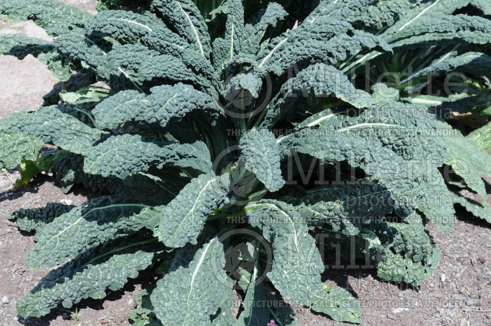 Brassica Toscano (kale vegetable – chou frisé) 2 