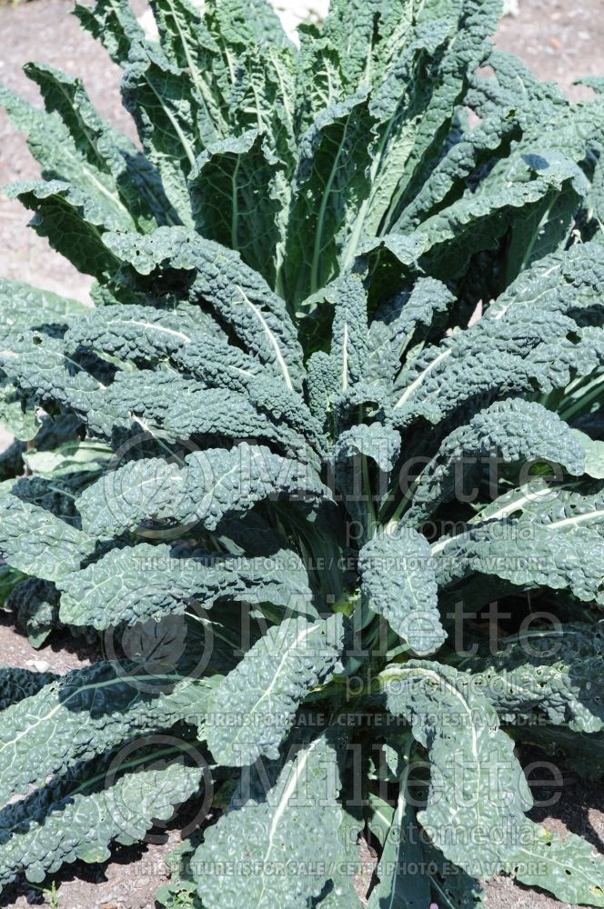 Brassica Toscano (kale vegetable – chou frisé) 3