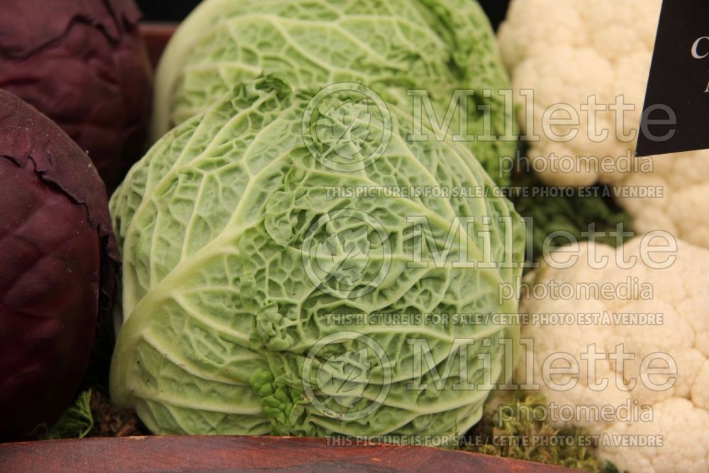 Brassica Traviata (Cabbage vegetable - chou) 1 