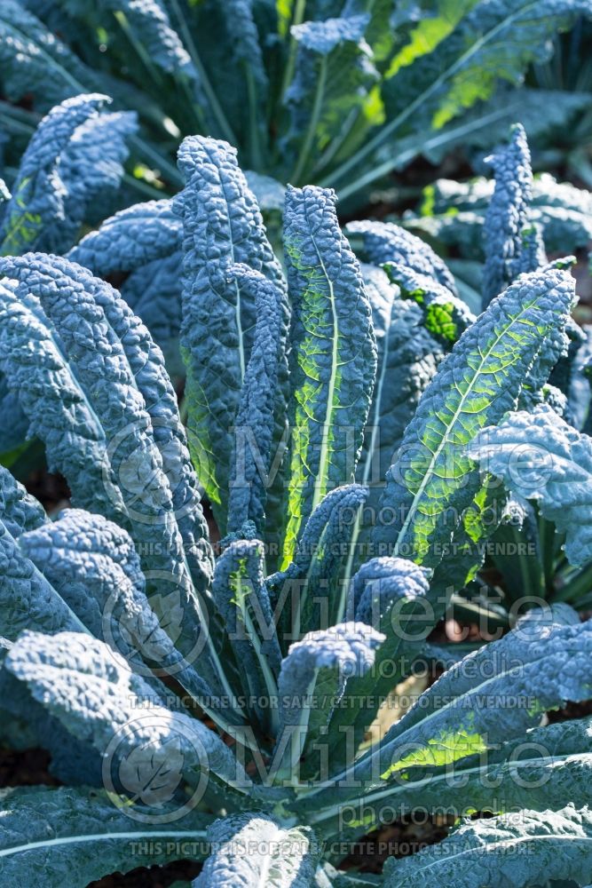 Brassica Tuscan Baby Leaf (kale vegetable – chou frisé) 1 