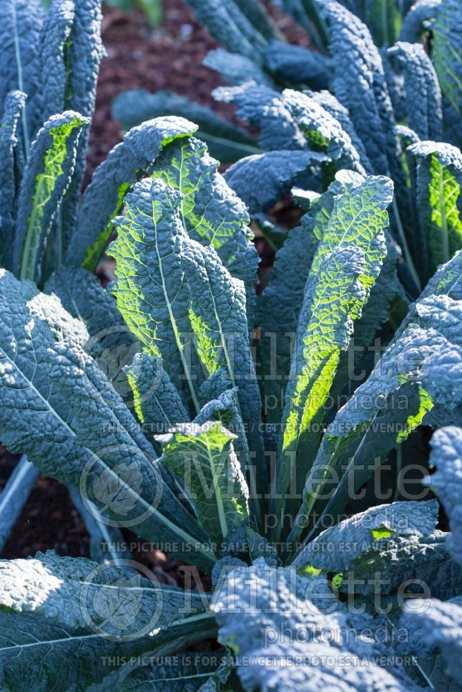 Brassica Tuscan Baby Leaf (kale vegetable – chou frisé) 2