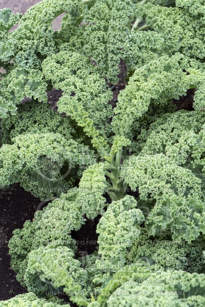 Brassica Dwarf Green Curled (kale vegetable - chou frisé) 1 