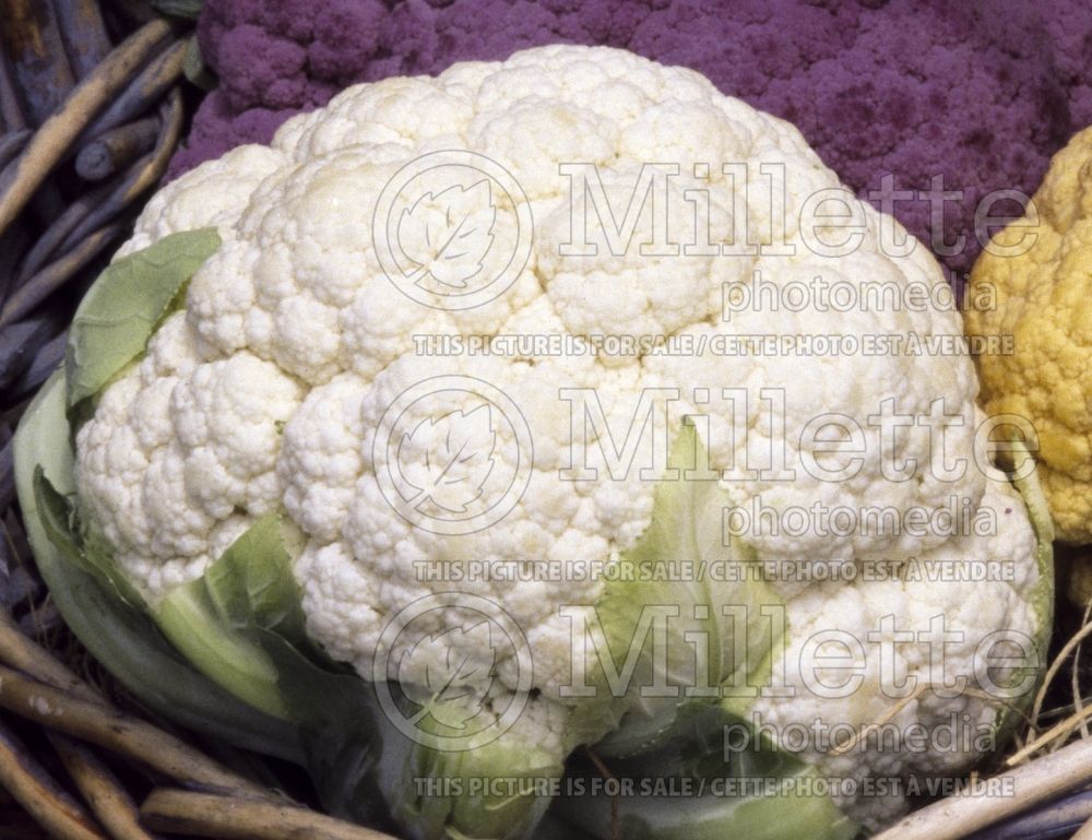 Brassica oleracea var. botrytris (Cauliflower vegetable – chou fleur) 4