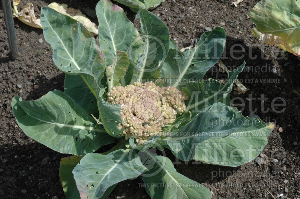 Brassica oleracea var. botrytris (Cauliflower vegetable – chou fleur) 7