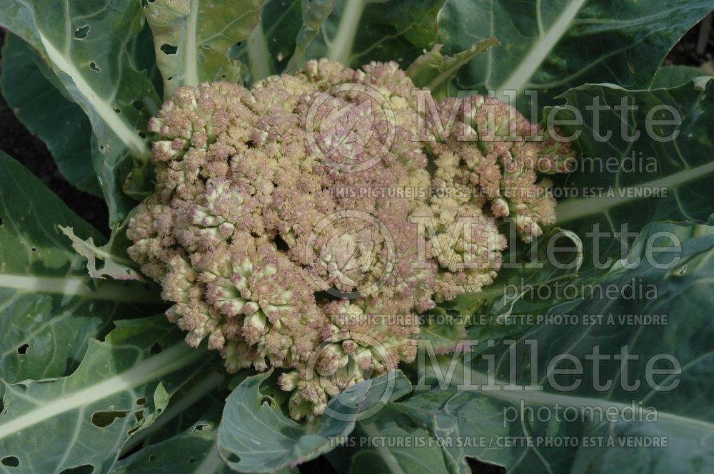 Brassica oleracea var. botrytris (Cauliflower vegetable – chou fleur) 8