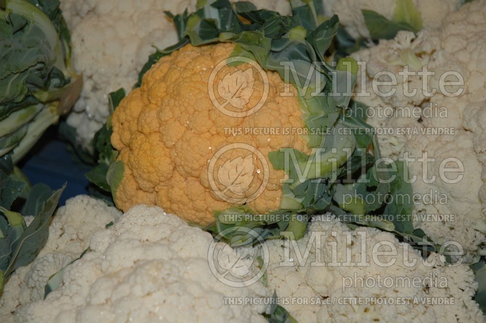 Brassica oleracea var. botrytris (Cauliflower vegetable – chou fleur) 9