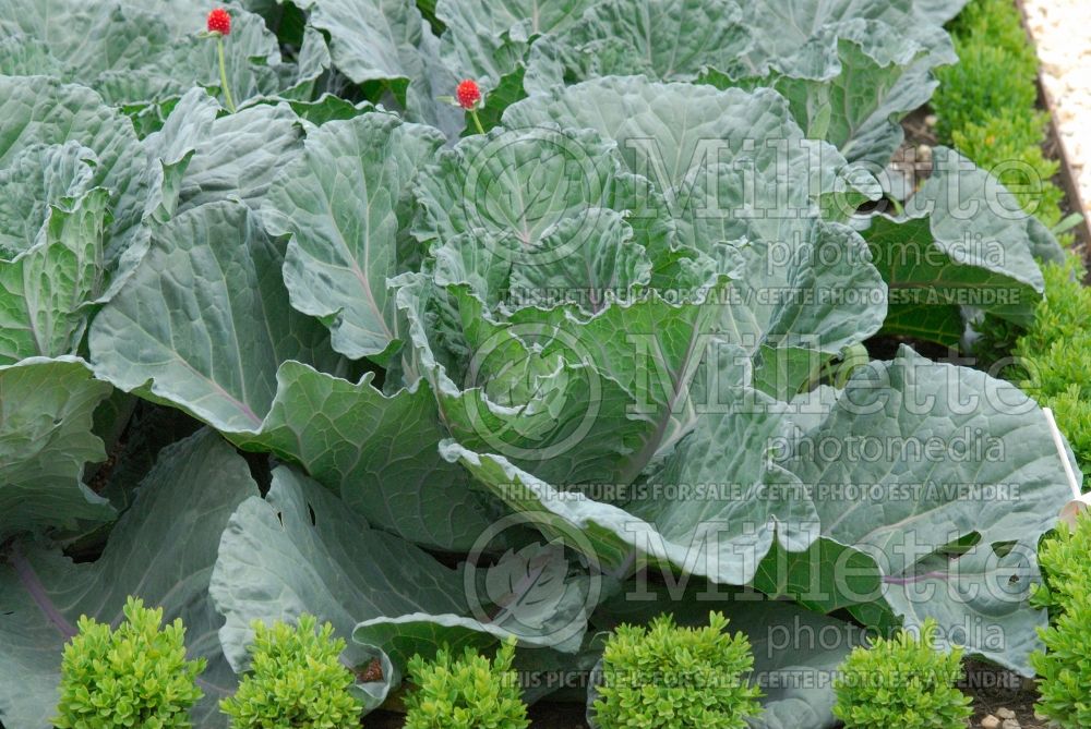 Brassica Colorsa (Cabbage vegetable - chou) 1 