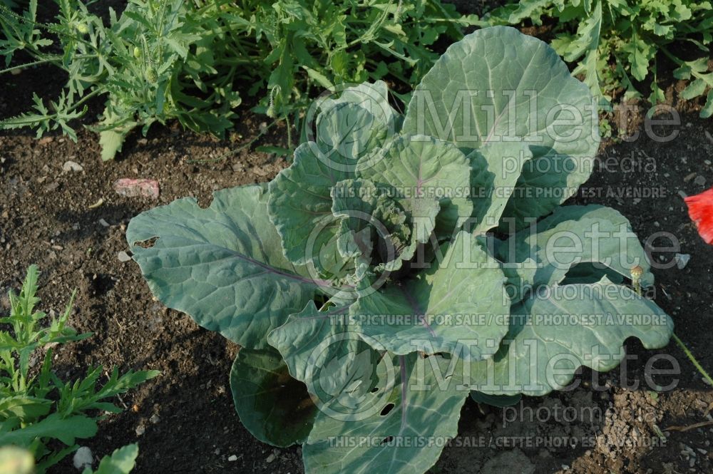 Brassica Colorsa (Cabbage vegetable - chou) 2 
