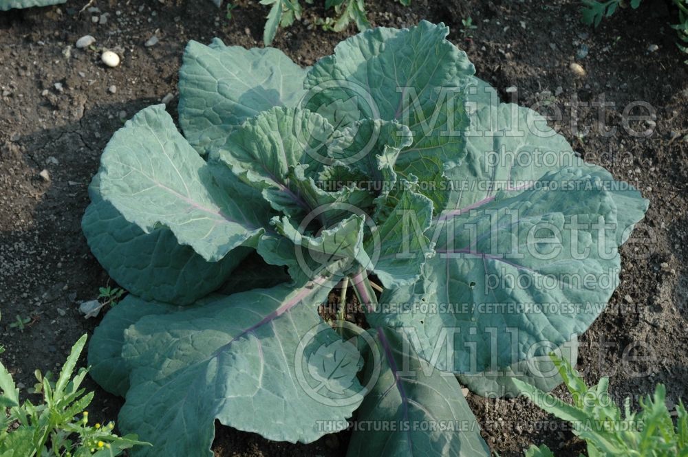 Brassica Colorsa (Cabbage vegetable - chou) 3 