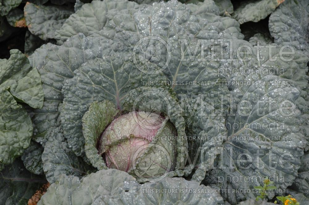 Brassica Colorsa (Cabbage vegetable - chou) 4 