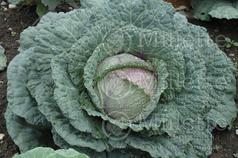 Brassica Colorsa (Cabbage vegetable - chou) 5 
