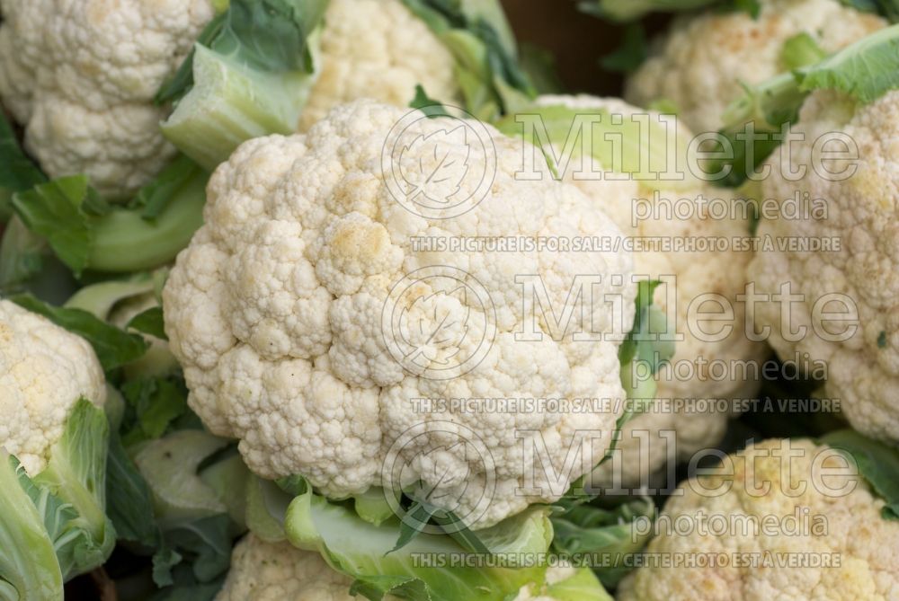 Brassica oleracea var. botrytris (Cauliflower vegetable – chou fleur) 10