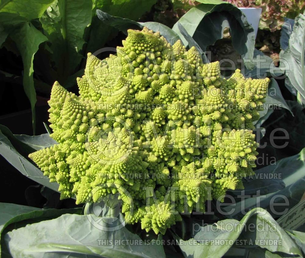 Brassica Veronica (cauliflower vegetable – chou fleur) 1 