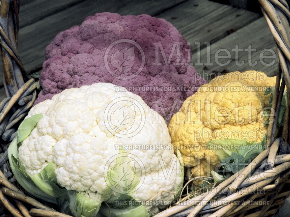 Brassica oleracea var. botrytris (Cauliflower vegetable – chou fleur) 1 