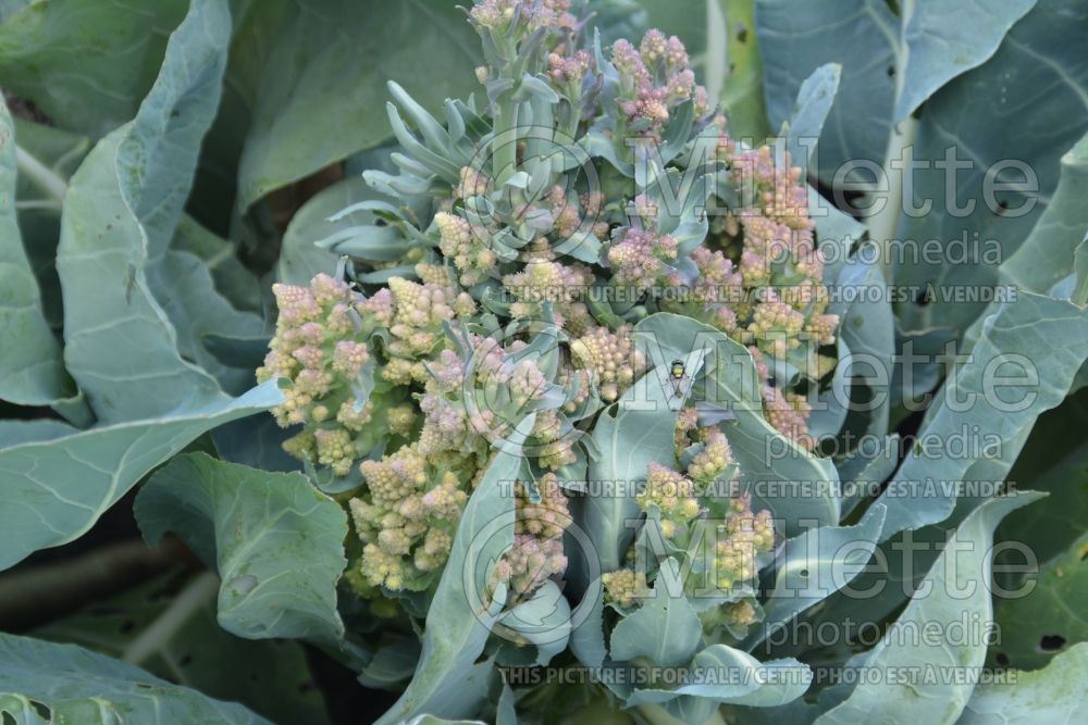 Brassica Romanesco (Cauliflower vegetable – chou fleur) 1 