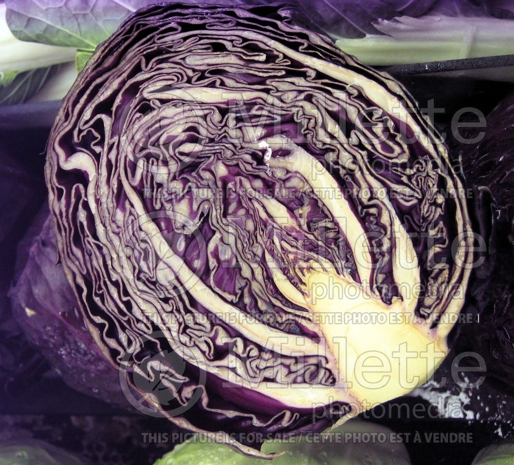 Brassica oleracea var. capitata f. rubra (Cabbage vegetable - chou) 3 