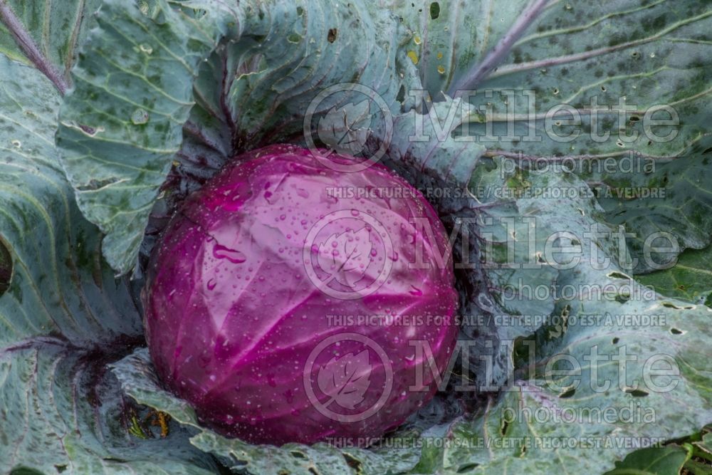 Brassica oleracea var. capitata f. rubra (Cabbage vegetable - chou) 4 