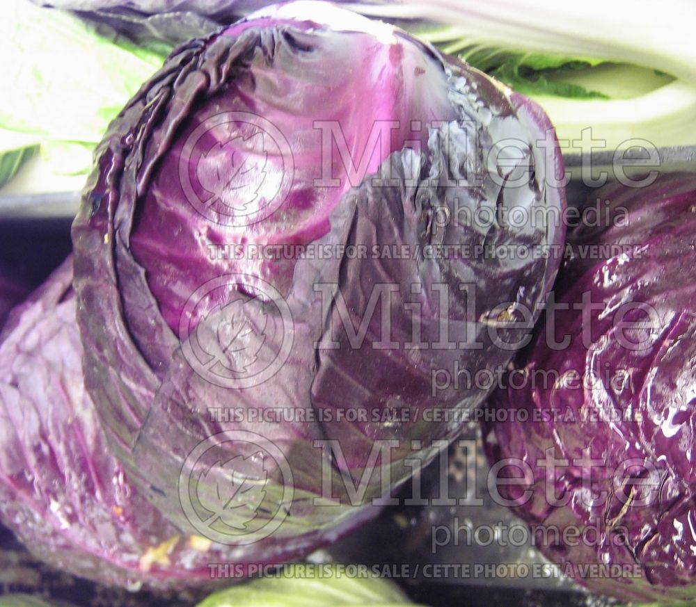 Brassica oleracea var. capitata f. rubra (Cabbage vegetable - chou) 1 