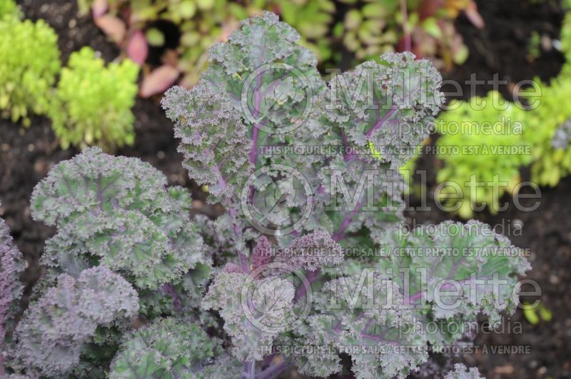 Brassica Scarlet (kale vegetable – chou frisé) 1 