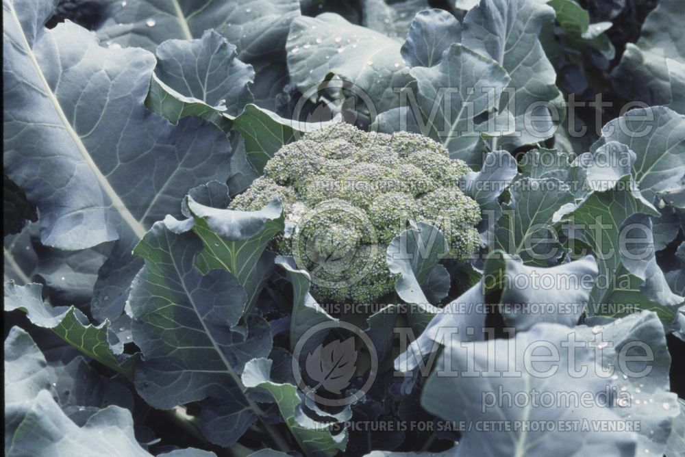 Brassica Arcadia (Broccoli vegetable) 3 