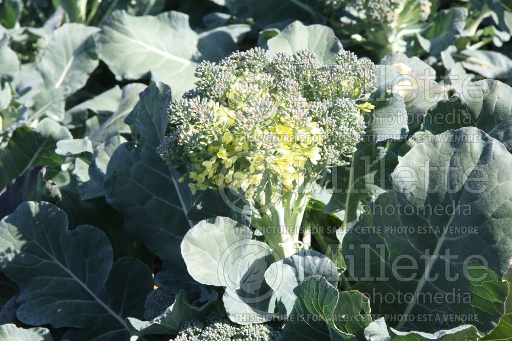 Brassica Arcadia (Broccoli vegetable) 1 