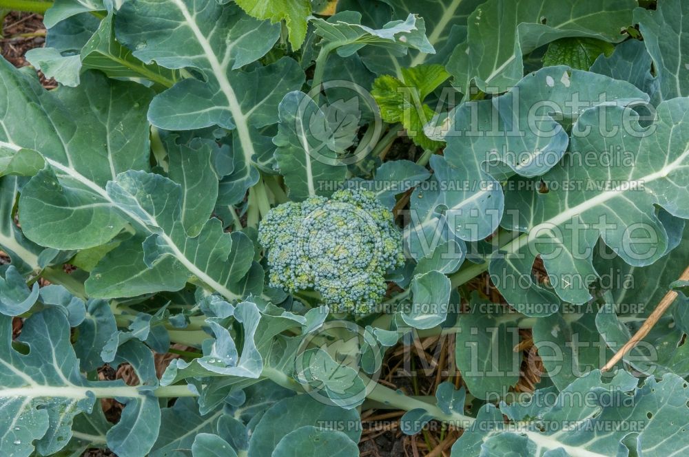 Brassica oleracea var. italica (Broccoli vegetable - brocoli) 6 