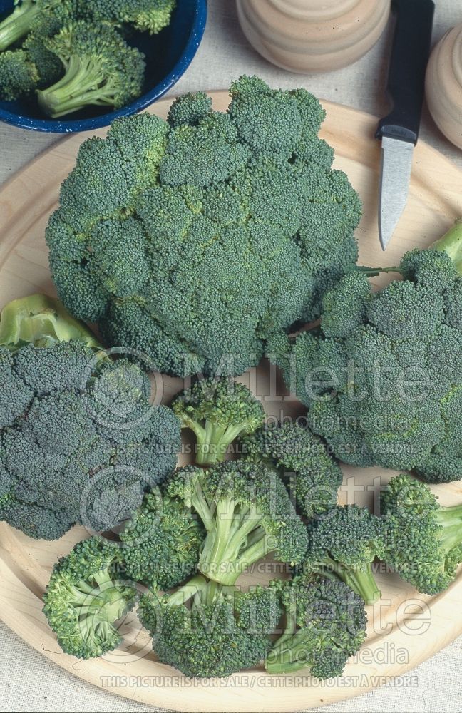 Brassica oleracea var. italica (Broccoli vegetable - brocoli) 4 