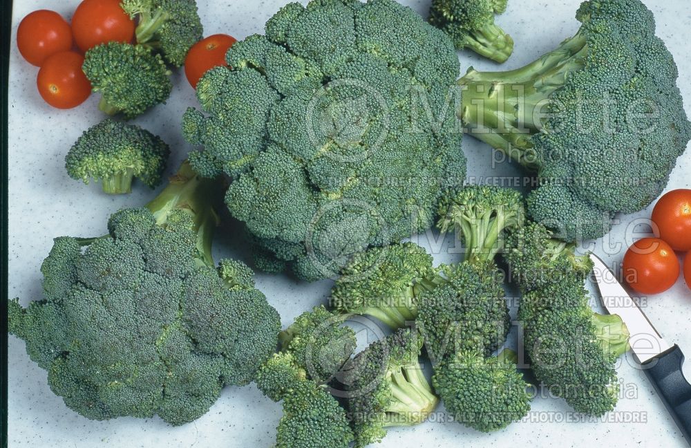 Brassica oleracea var. italica (Broccoli vegetable - brocoli) 5 