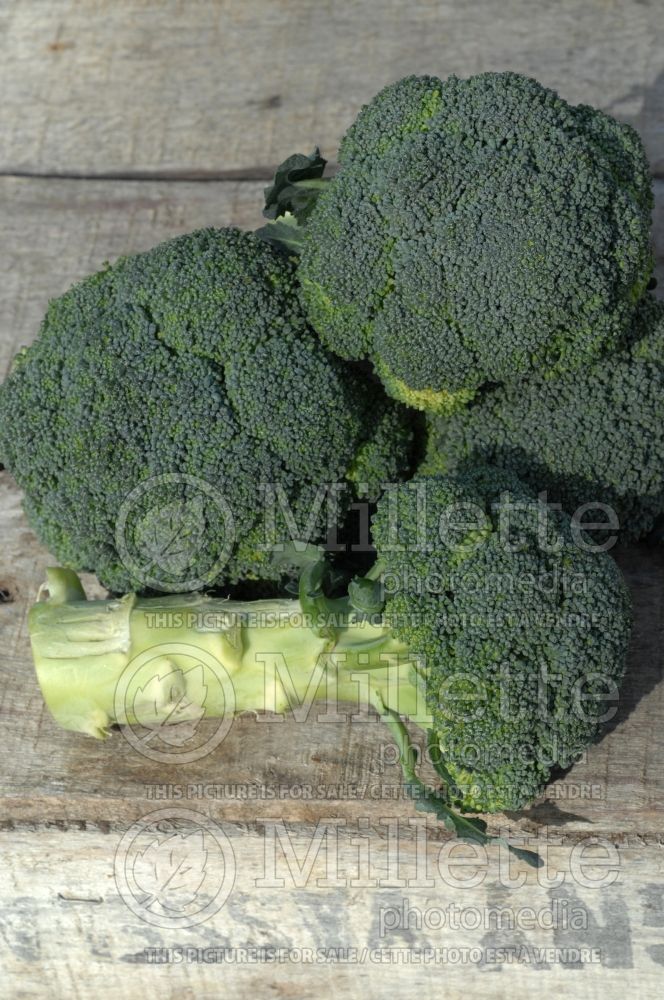 Brassica oleracea var. italica (Broccoli vegetable - brocoli) 10 