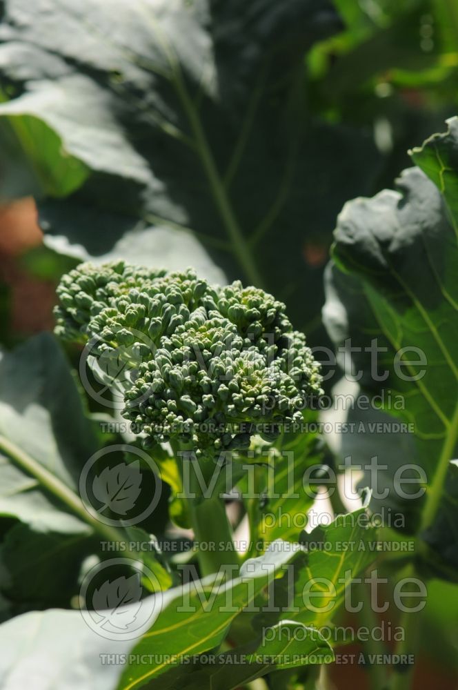 Brassica Green Sprouting (Broccoli vegetable) 4 