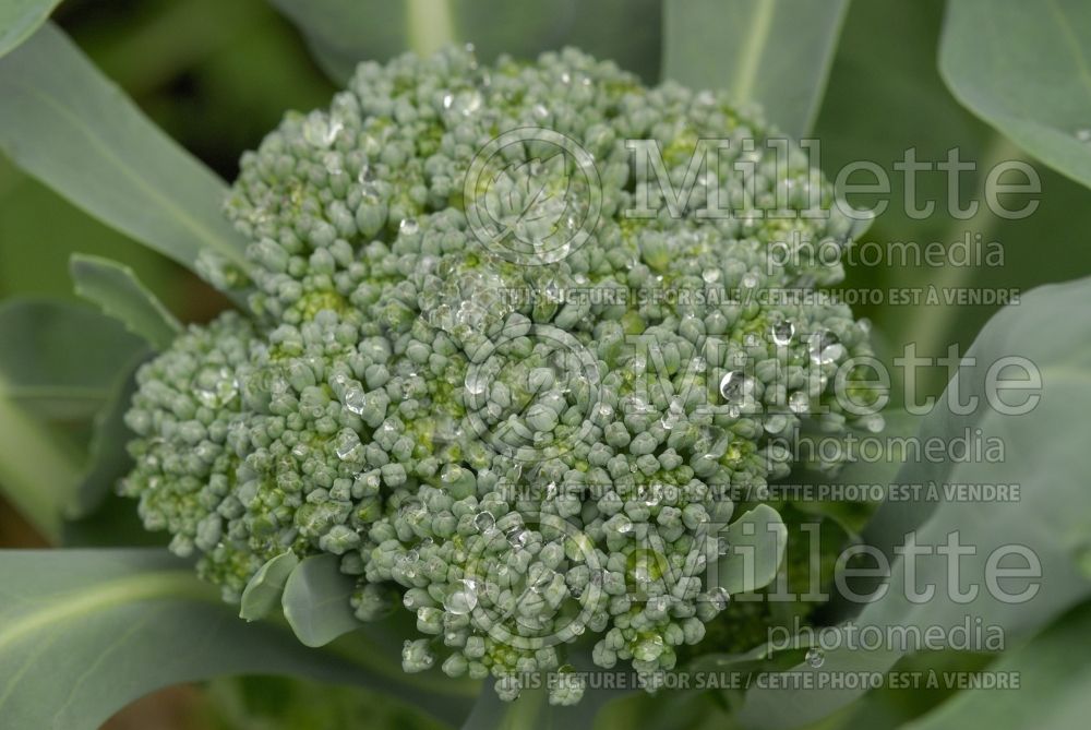 Brassica oleracea var. italica (Broccoli vegetable - brocoli) 11 