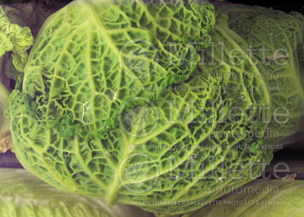 Brassica oleracea var. sabauda (Savoy cabbage vegetable) - 1 