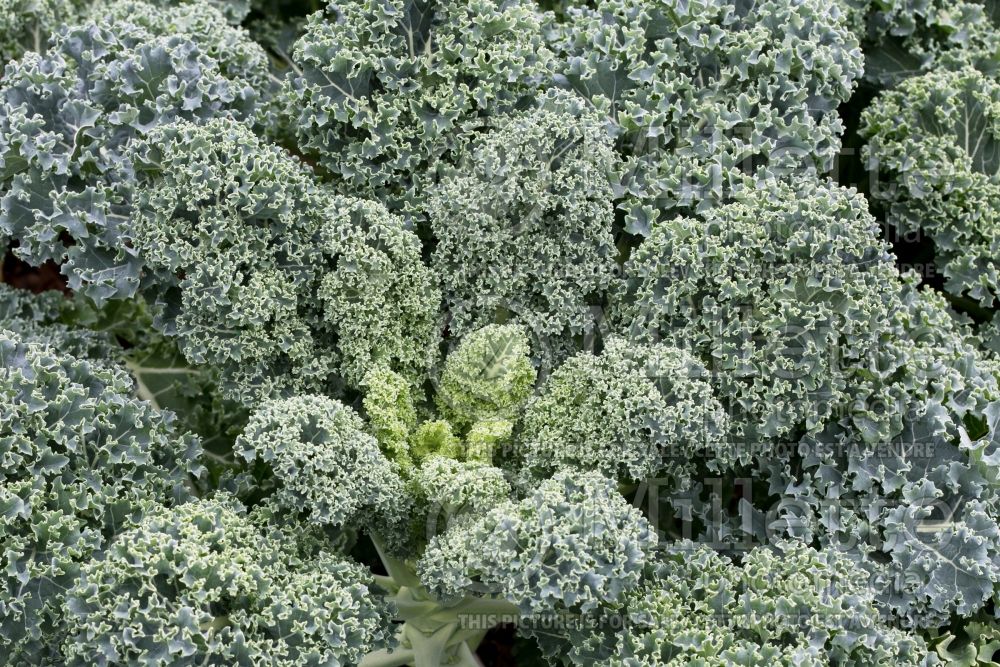 Brassica Vates Blue Curled (kale vegetable – chou frisé) 1 