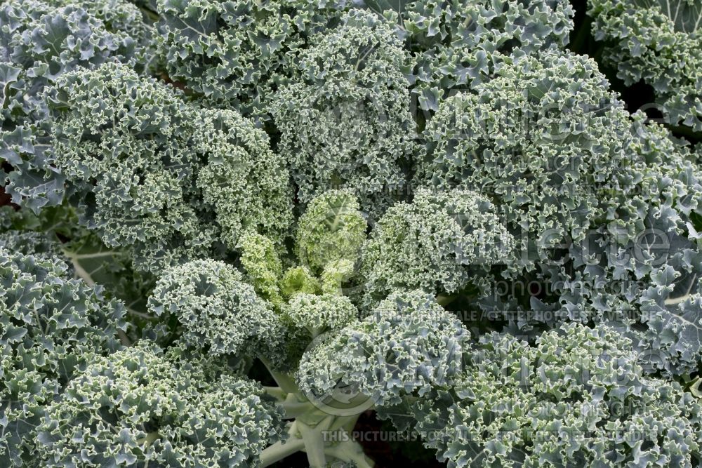 Brassica Vates Blue Curled (kale vegetable – chou frisé) 2 